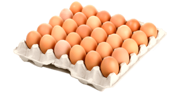 Telur